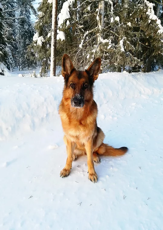 Ruka-Kuusamon Koirahoitola