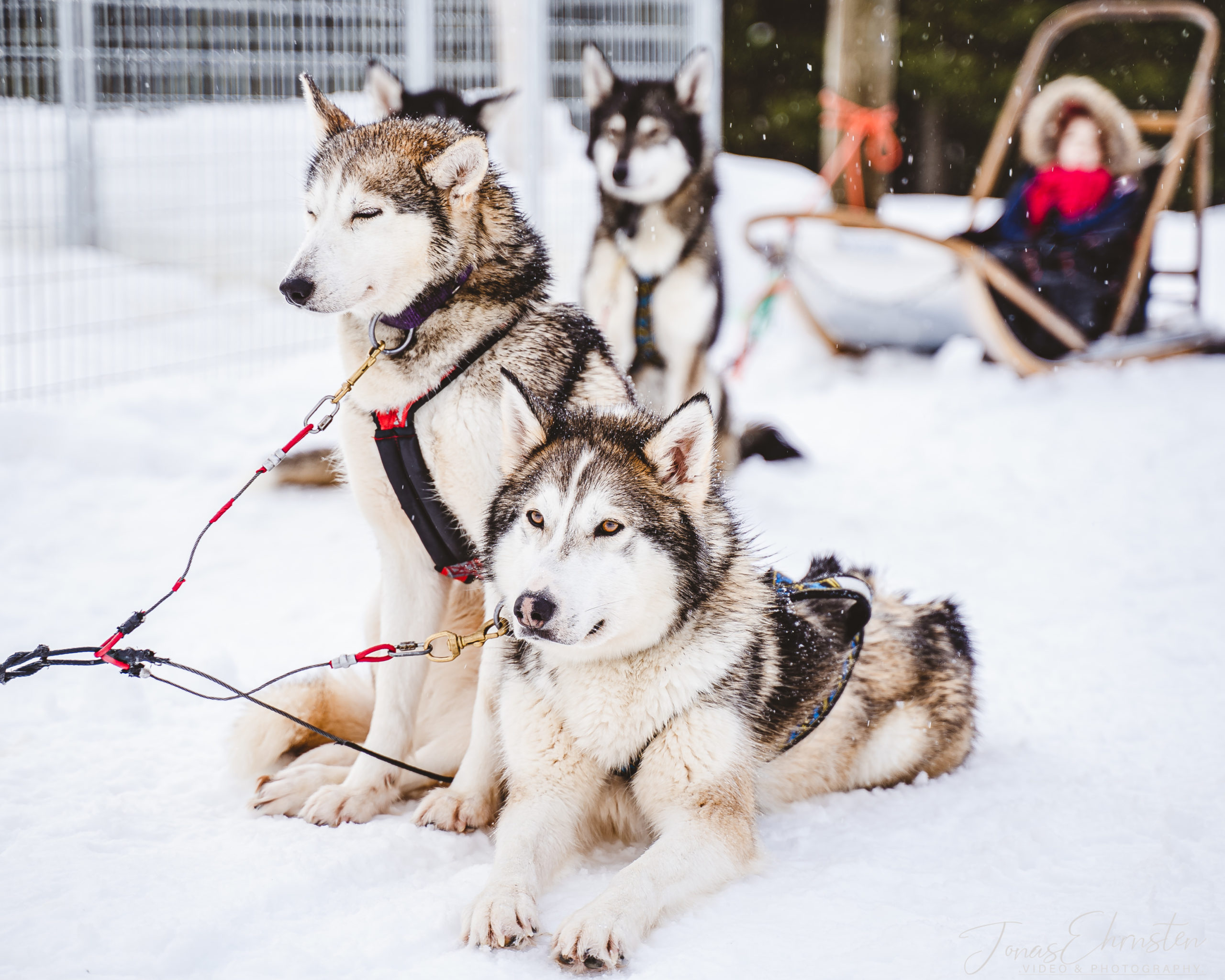 Erä-Susi Huskies