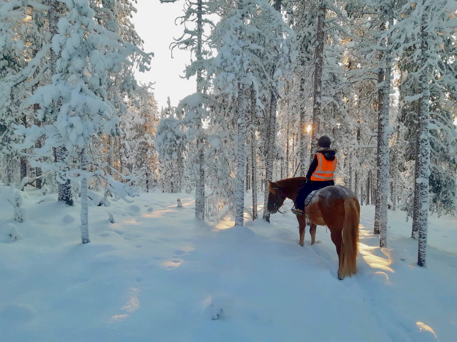 Polaris Point Horses